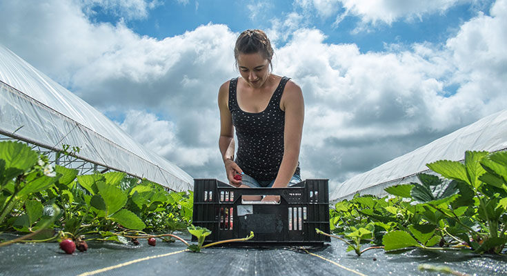 A student harvesting radishes on MSU's Student Organic Farm.