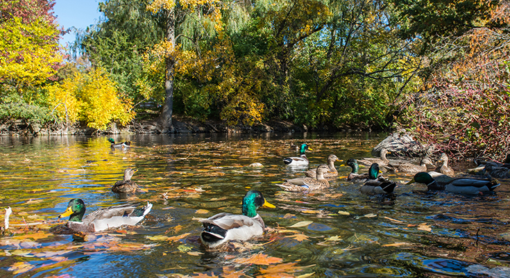 A photo of ducks floating down MSU's Red Cedar River.