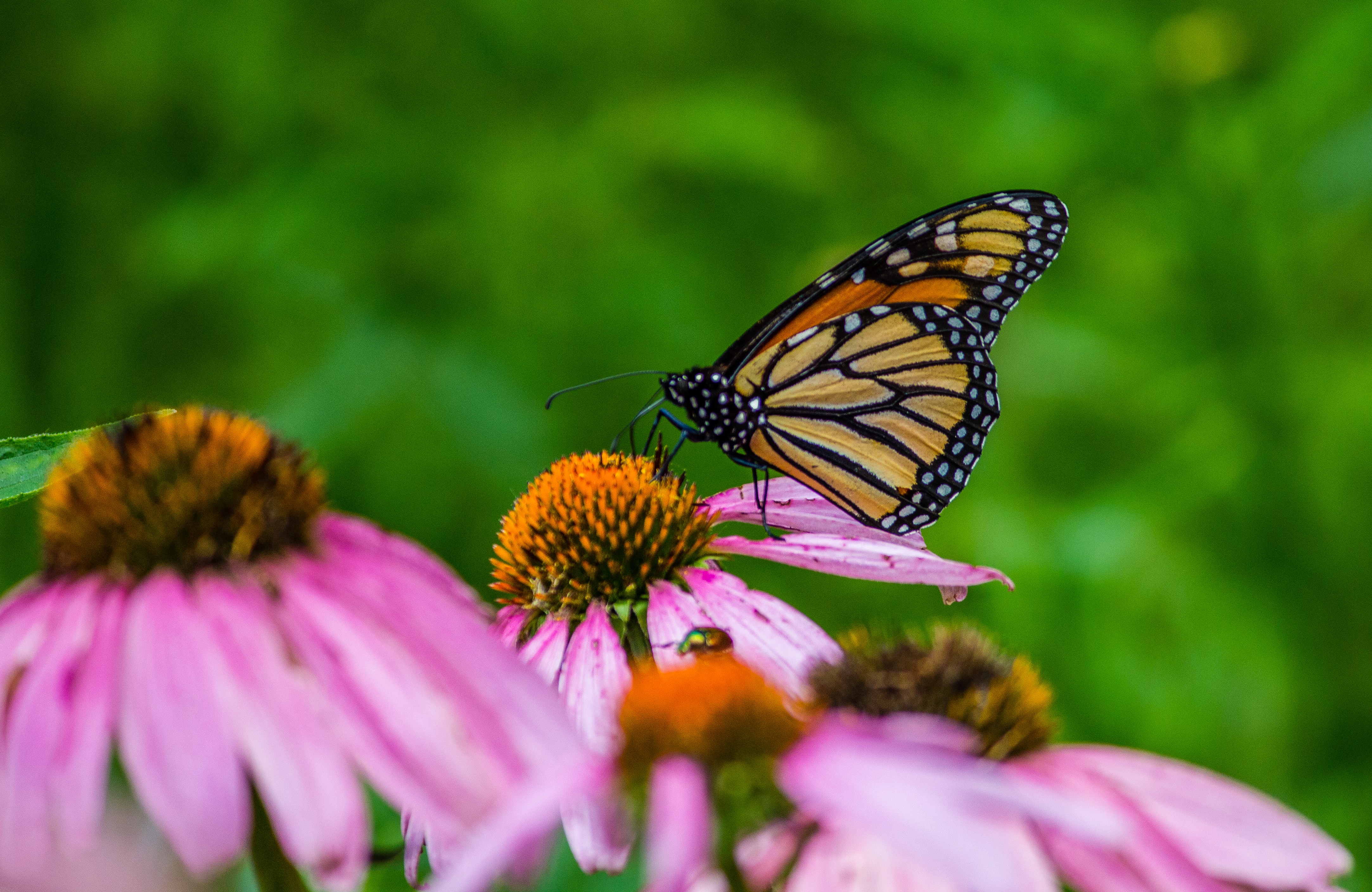 Photo of a monarch butterfly on coneflower.