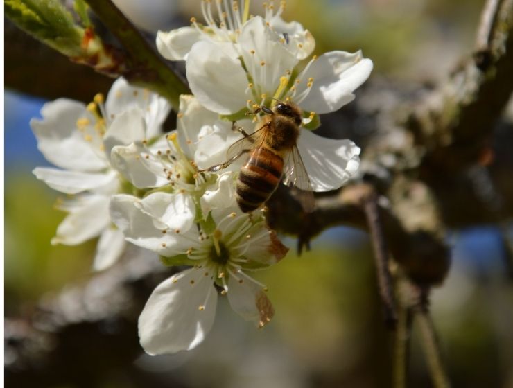 Bee pollinating flower on tree.