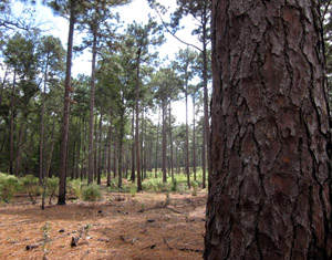 Photo Credit: NRCS. Picture of longleaf pine forest.