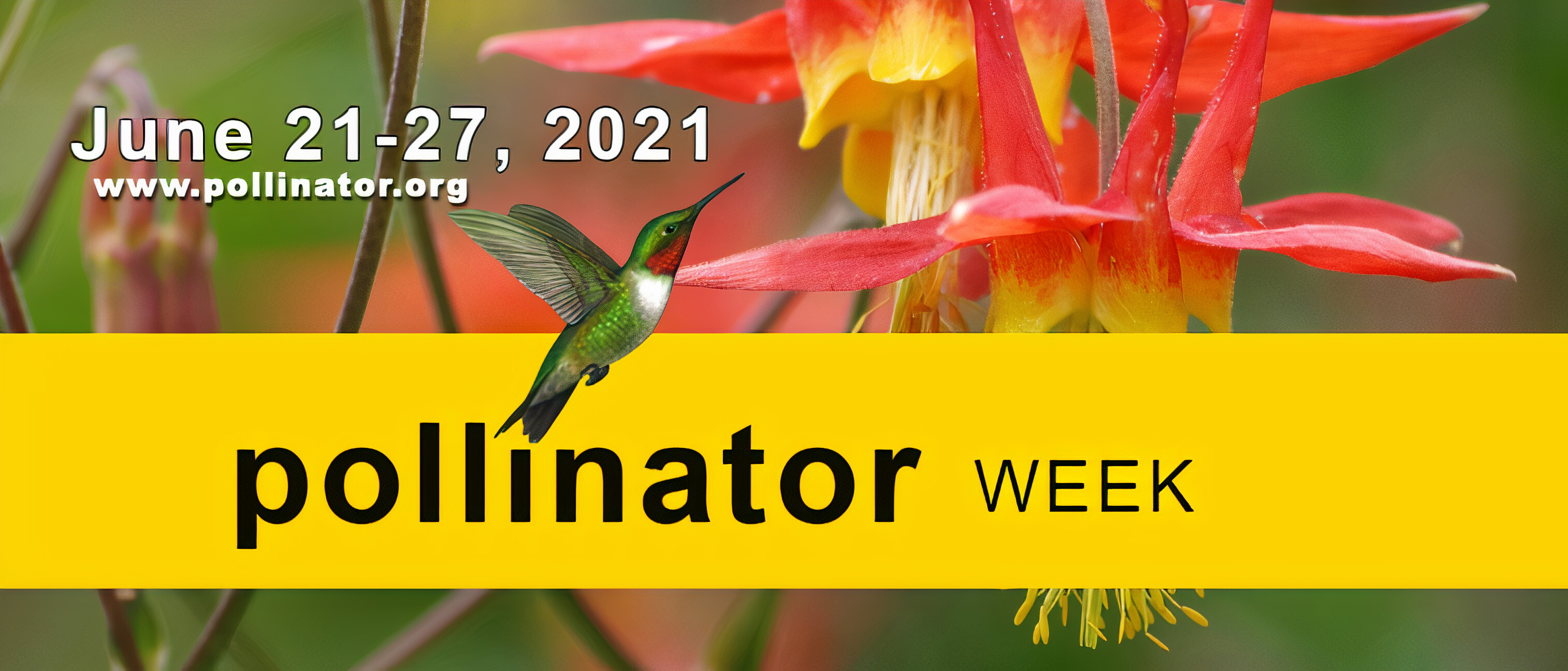 Pollinator Week Cover Photo with picture of hummingbird. June 21-27, 2021. www.pollinator.org