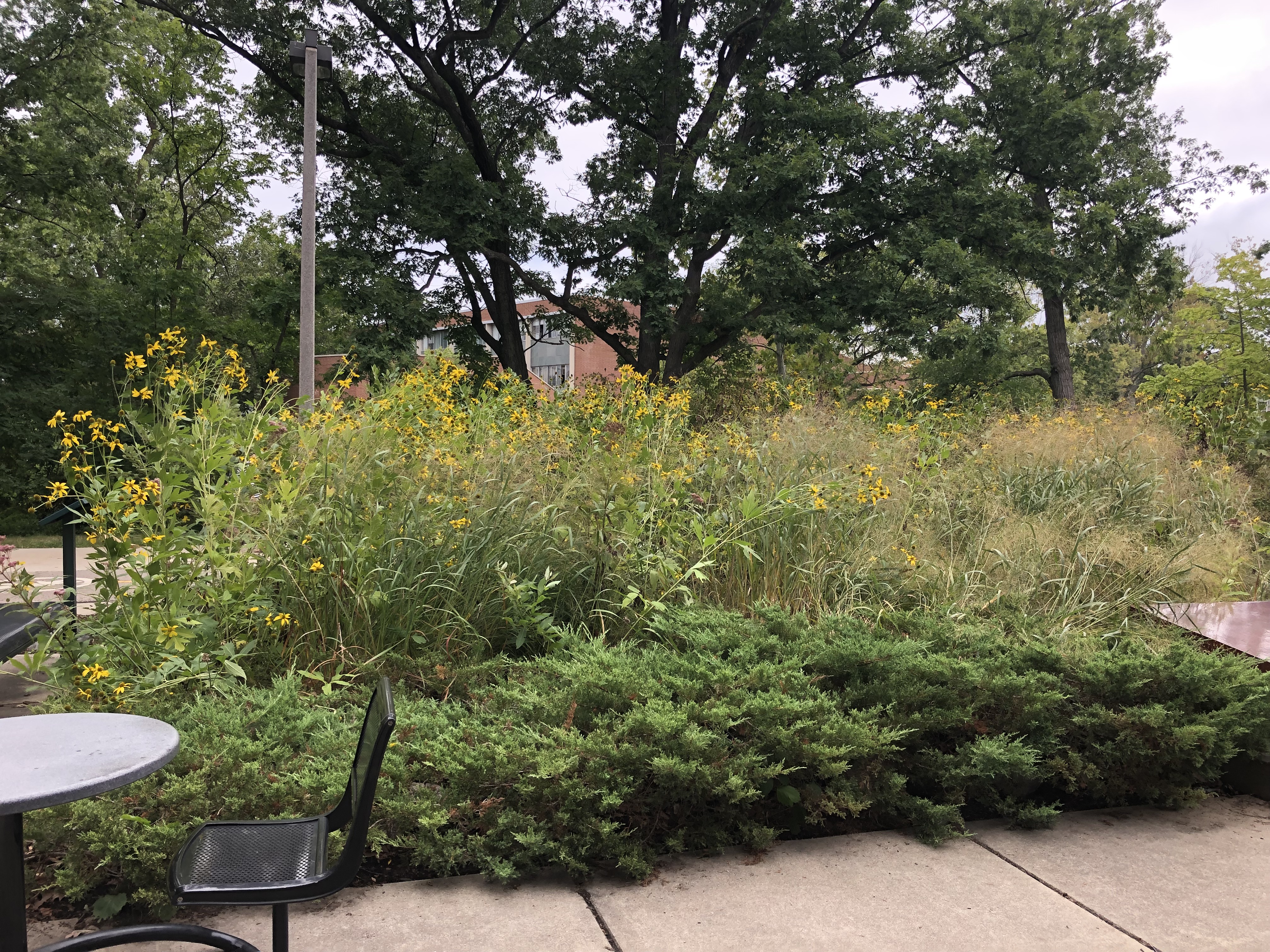 Erickson Hall Rain Garden