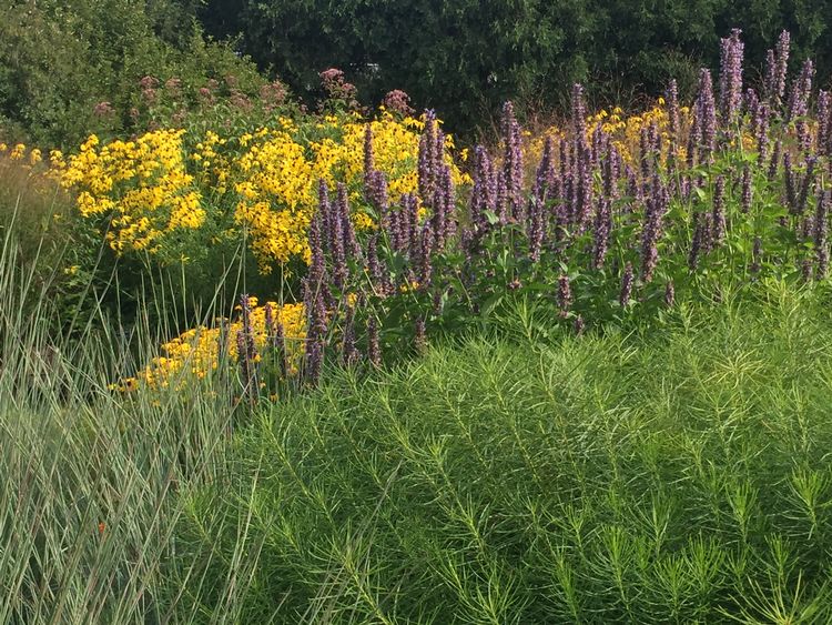 Perennial flowers