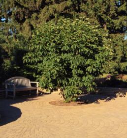 Photo of trees at arboretum