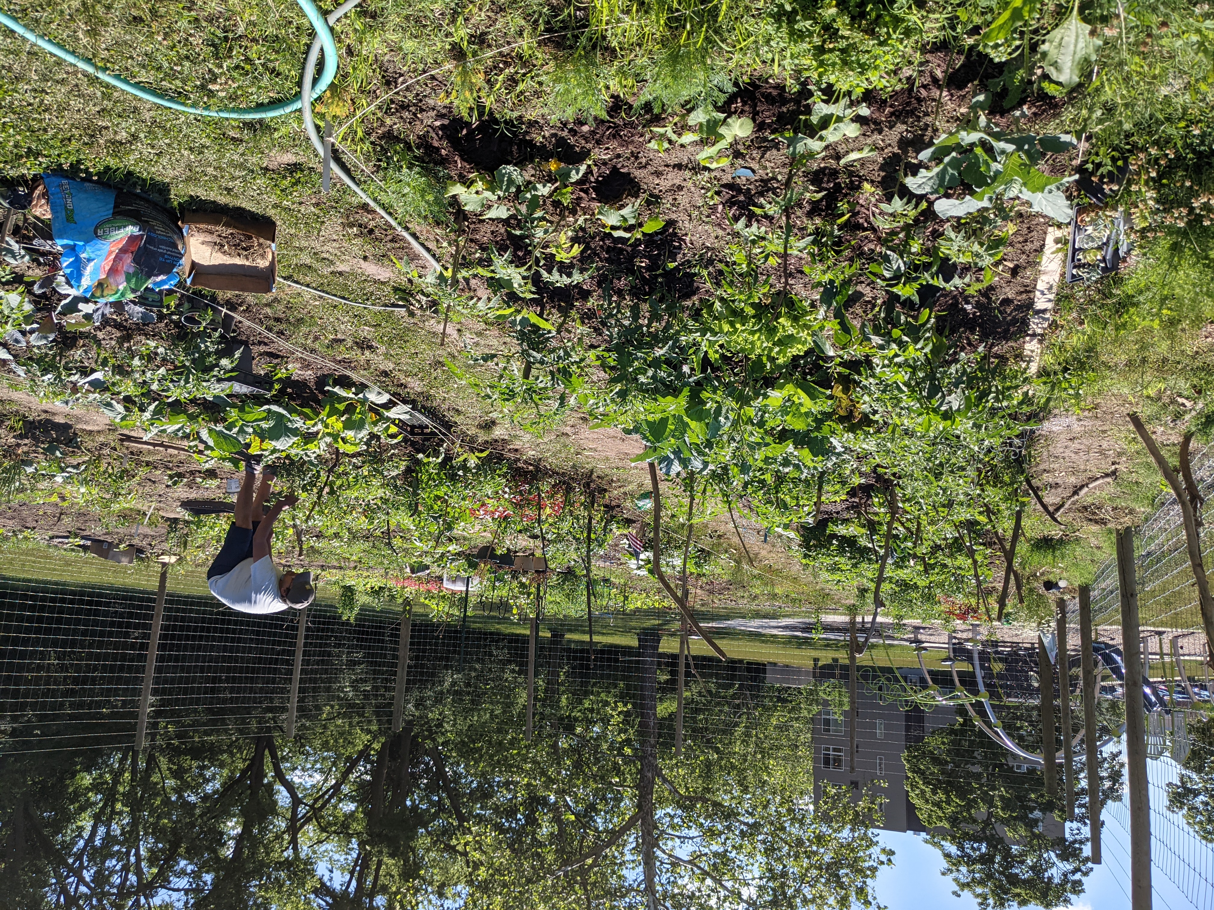 Photo of the community garden with person gardening