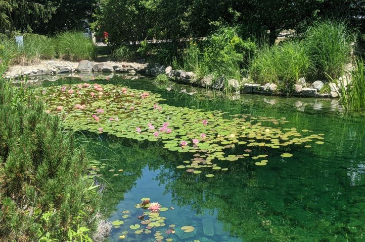 Pond at radiology healing gardens