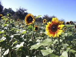 Sunflowers at the Student Organic Farm