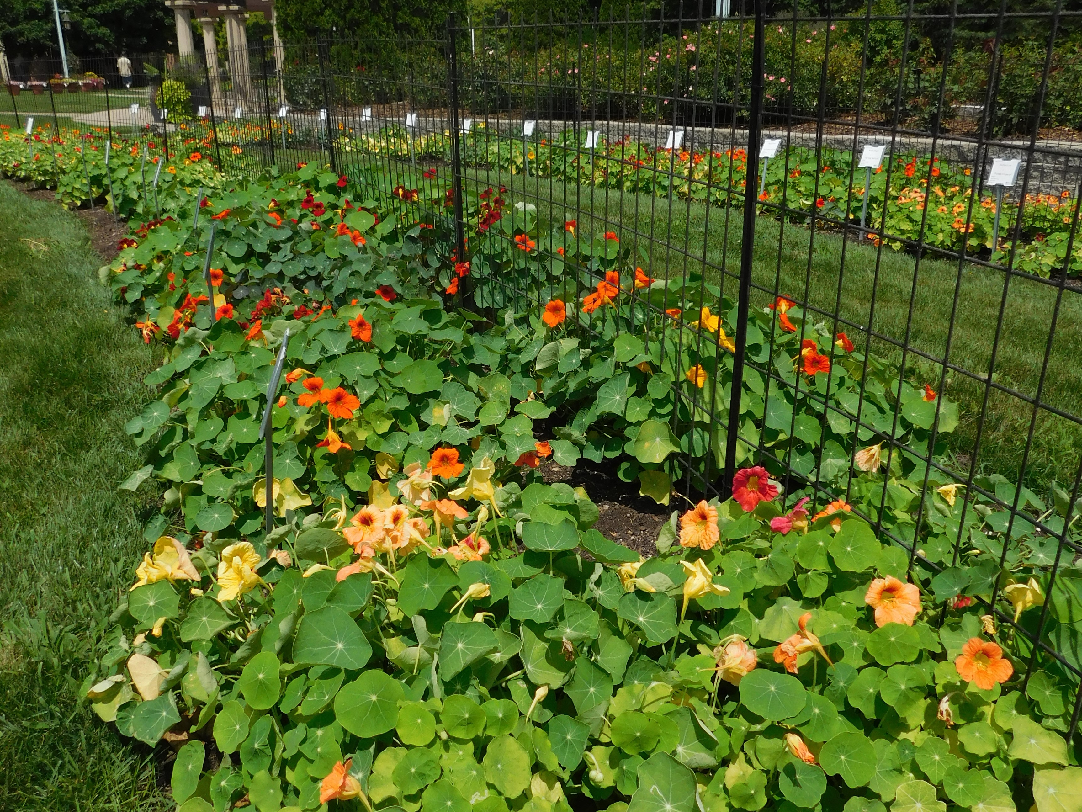 Photo of plants at Trial Gardens