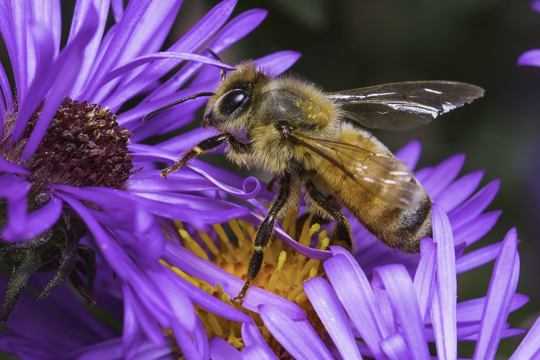 Photo of a honey bee on a flower.